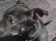 Brutus