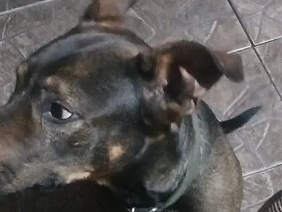 Cachorro raça Pit-Bull idade 6 ou mais anos nome Brutus