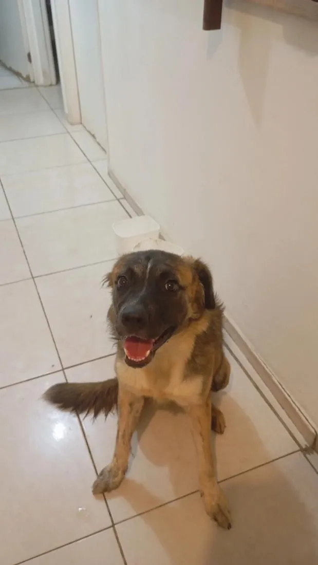 Cachorro raça SRD-ViraLata idade 2 a 6 meses nome Akira