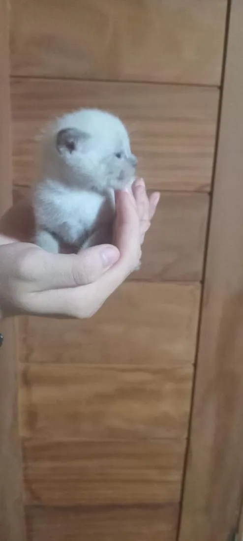 Gato raça SRD-ViraLata idade Abaixo de 2 meses nome Branquinha