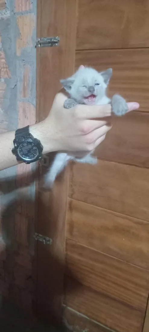 Gato raça SRD-ViraLata idade Abaixo de 2 meses nome Branquinha