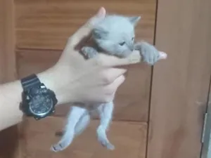 Gato raça SRD-ViraLata idade Abaixo de 2 meses nome Branquinha