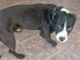 Vitorioso