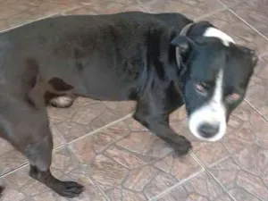Cachorro raça Pit-Bull idade 5 anos nome Vitorioso