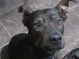 Brutus