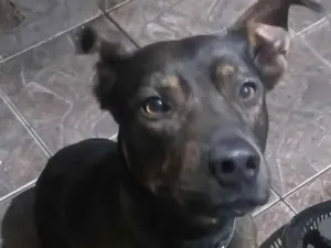Cachorro raça Pit-Bull idade 6 ou mais anos nome Brutus