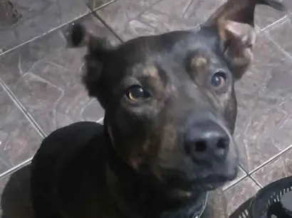 Cachorro raça Pit-Bull idade 6 ou mais anos nome Brutus