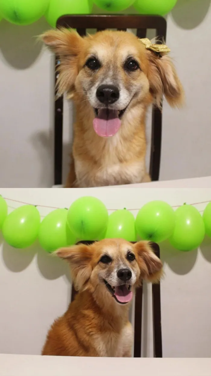 Cachorro raça SRD-ViraLata idade 5 anos nome Lolla