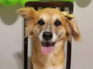 Cachorro raça SRD-ViraLata idade 5 anos nome Lolla