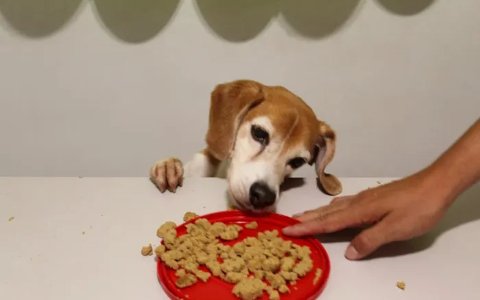 Cachorro raça SRD-ViraLata idade 6 ou mais anos nome Thor