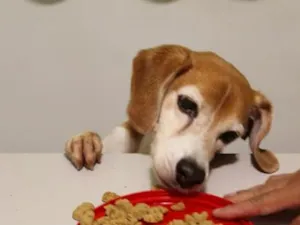 Cachorro raça SRD-ViraLata idade 6 ou mais anos nome Thor