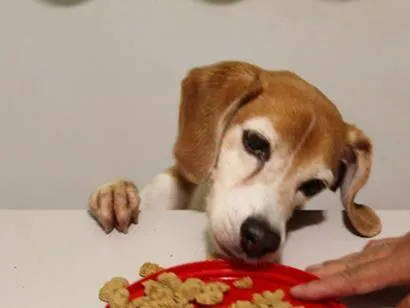 Cachorro raça SRD-ViraLata idade 6 ou mais anos nome Thor