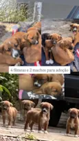 Amarelos