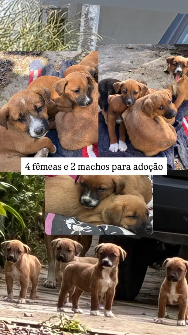 Cachorro raça SRD-ViraLata idade 2 a 6 meses nome Amarelos