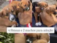 Amarelos