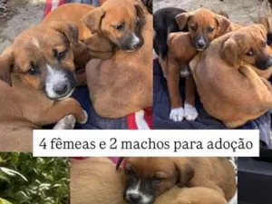 Cachorro raça SRD-ViraLata idade 2 a 6 meses nome Amarelos
