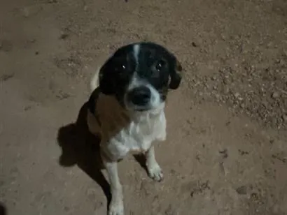 Cachorro raça SRD-ViraLata idade 2 anos nome Fred