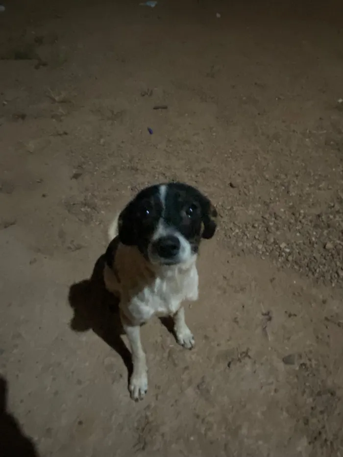 Cachorro raça SRD-ViraLata idade 2 anos nome Fred
