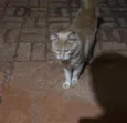NAO IDENTIFICADO