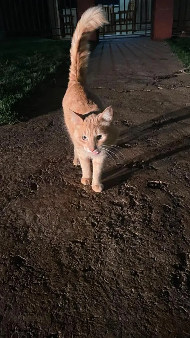 Gato raça SRD-ViraLata idade 2 anos nome NAO IDENTIFICADO