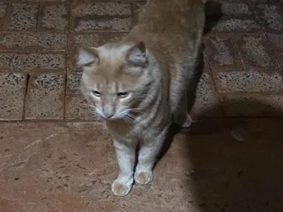 Gato raça SRD-ViraLata idade 2 anos nome NAO IDENTIFICADO