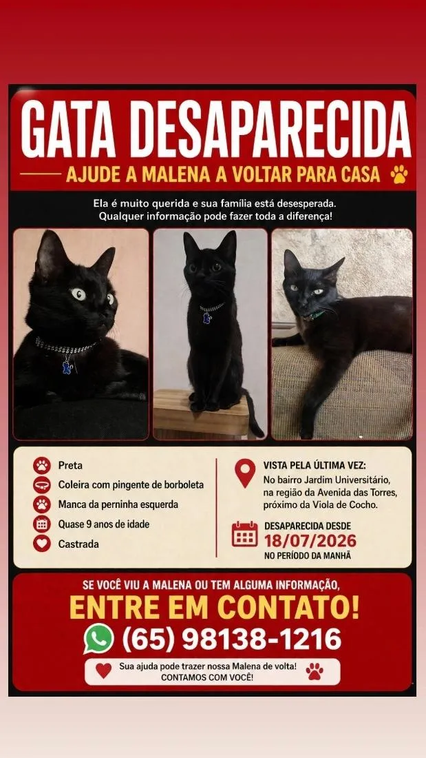 Gato raça SRD-ViraLata idade 6 ou mais anos nome Malena