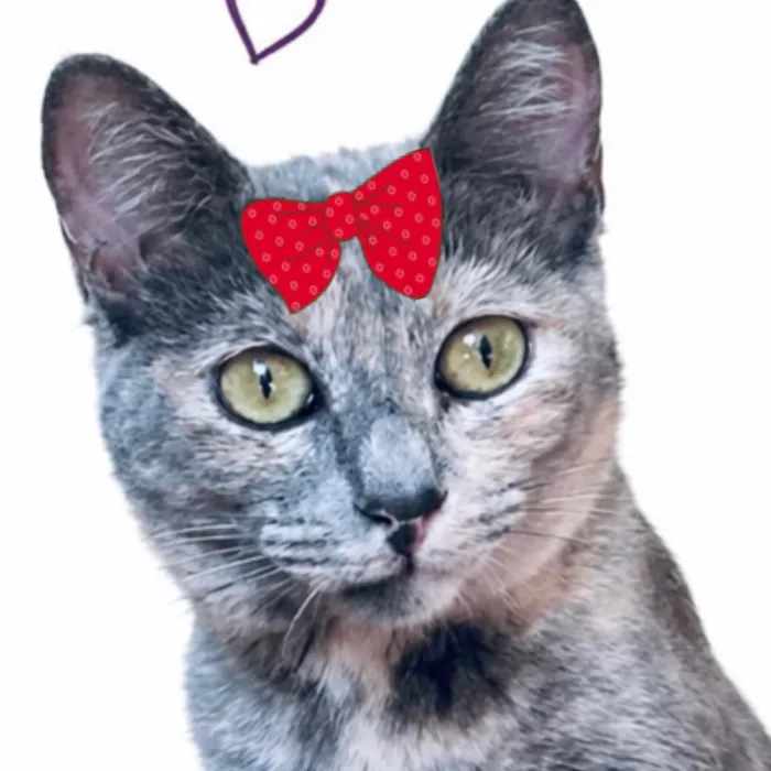 Gato raça SRD-ViraLata idade 1 ano nome Dudinha