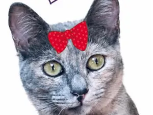 Gato raça SRD-ViraLata idade 1 ano nome Dudinha
