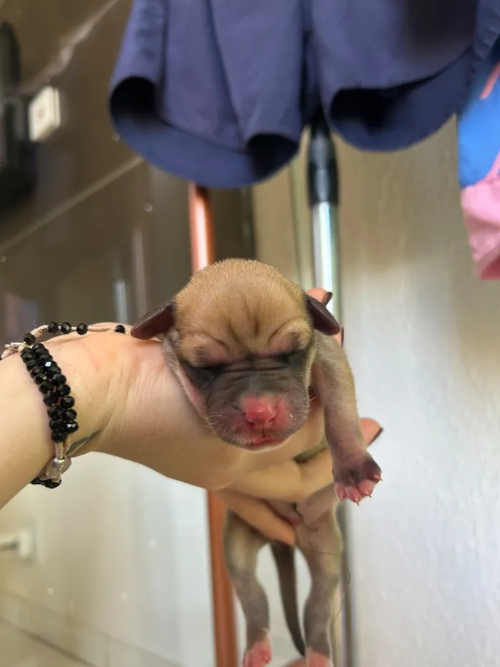 Cachorro raça SRD-ViraLata idade Abaixo de 2 meses nome Mel