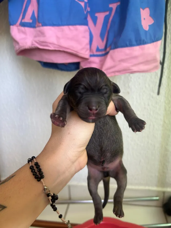 Cachorro raça SRD-ViraLata idade Abaixo de 2 meses nome Pretinha 