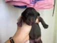 Pretinha 