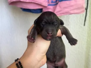 Cachorro raça SRD-ViraLata idade Abaixo de 2 meses nome Pretinha 