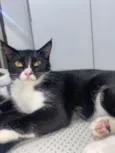 Lua