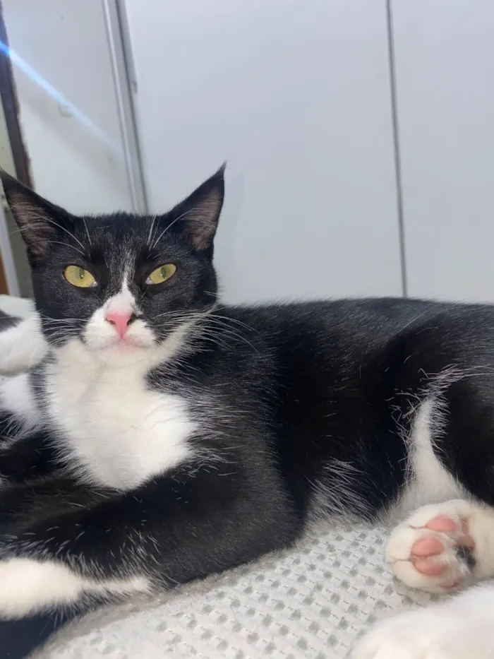 Gato raça SRD-ViraLata idade 7 a 11 meses nome Lua
