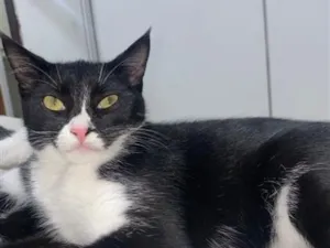Gato raça SRD-ViraLata idade 7 a 11 meses nome Lua