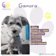 Gamora