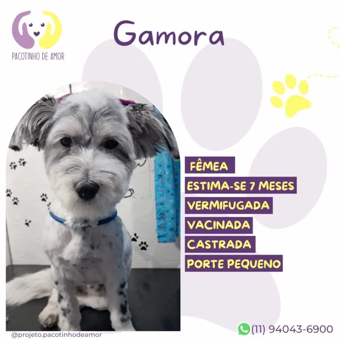 Cachorro raça SRD-ViraLata idade 7 a 11 meses nome Gamora