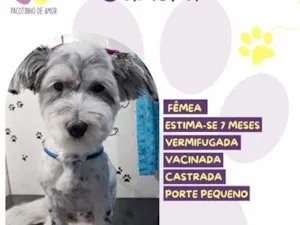 Cachorro raça SRD-ViraLata idade 7 a 11 meses nome Gamora