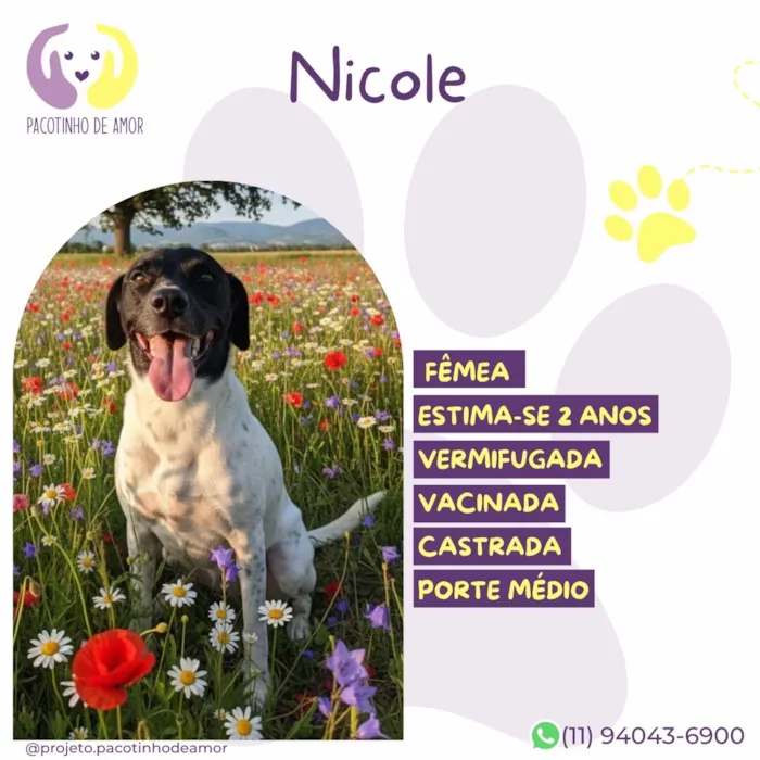 Cachorro raça SRD-ViraLata idade 2 anos nome Nicole