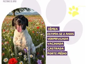 Cachorro raça SRD-ViraLata idade 2 anos nome Nicole
