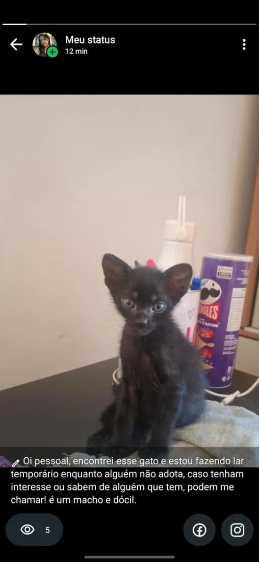 Gato raça SRD-ViraLata idade Abaixo de 2 meses nome Pretinho