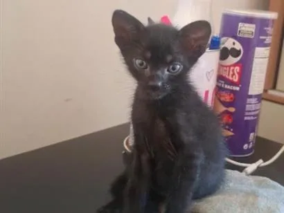 Gato raça SRD-ViraLata idade Abaixo de 2 meses nome Pretinho