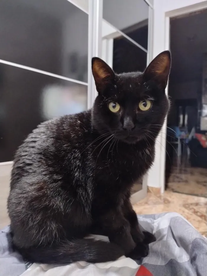 Gato raça SRD-ViraLata idade 1 ano nome Neném 