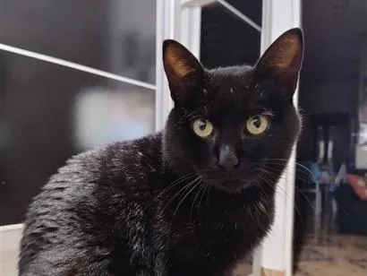 Gato raça SRD-ViraLata idade 1 ano nome Neném 