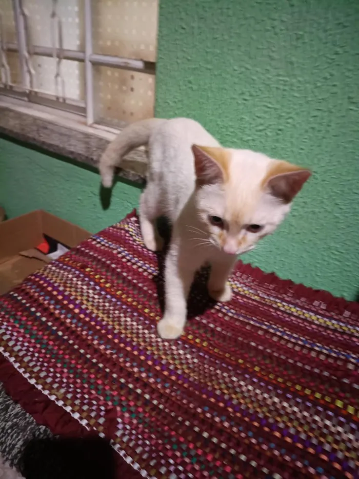Gato raça SRD-ViraLata idade 1 ano nome Sem Nome
