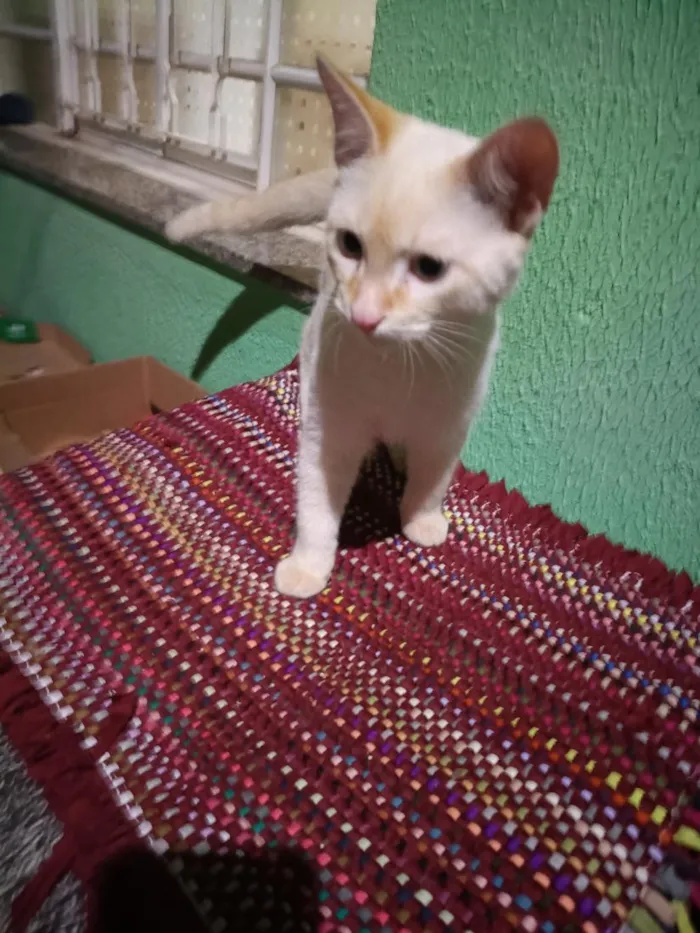 Gato raça SRD-ViraLata idade 1 ano nome Sem Nome