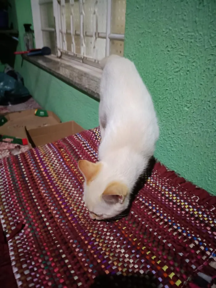 Gato raça SRD-ViraLata idade 1 ano nome Sem Nome