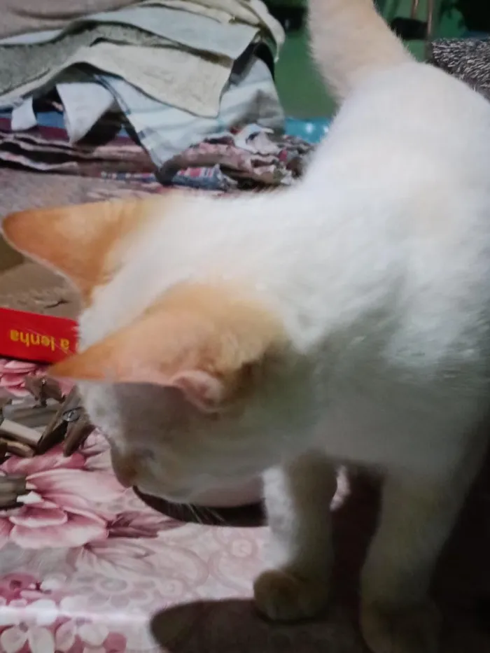 Gato raça SRD-ViraLata idade 1 ano nome Sem Nome