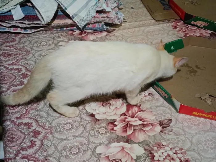 Gato raça SRD-ViraLata idade 1 ano nome Sem Nome