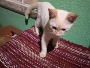 Gato raça SRD-ViraLata idade 1 ano nome Sem Nome
